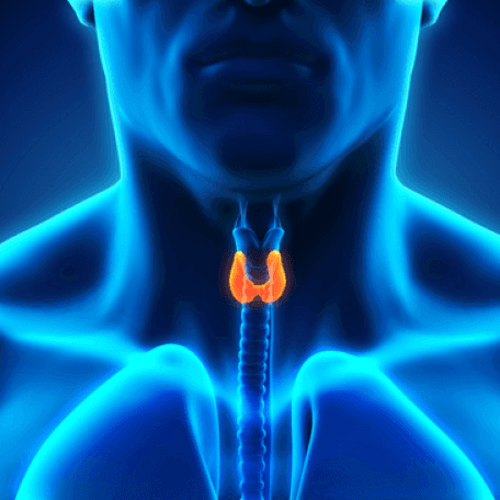 Thyroid