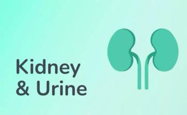 kidney